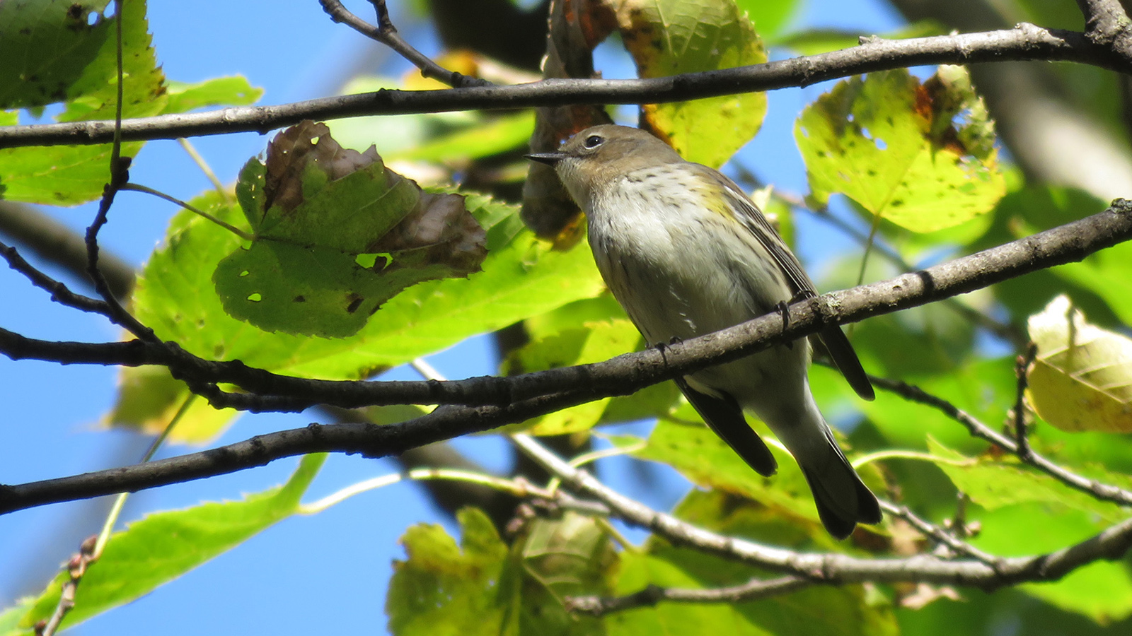 Yellow-rumped Warbler sits on small branch. Photo by Tom Schultz