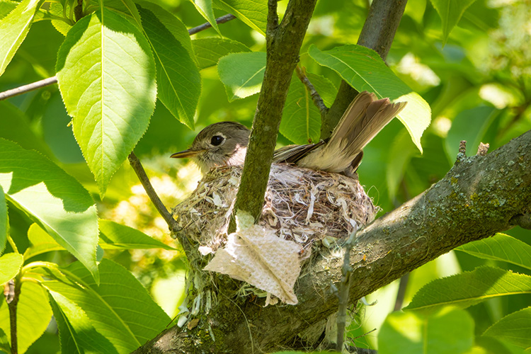 <b>Least Flycatcher</b>, Photo: Amy Harbach