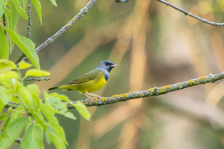 <b>Mourning Warbler</b>, Photo: Amy Harbach