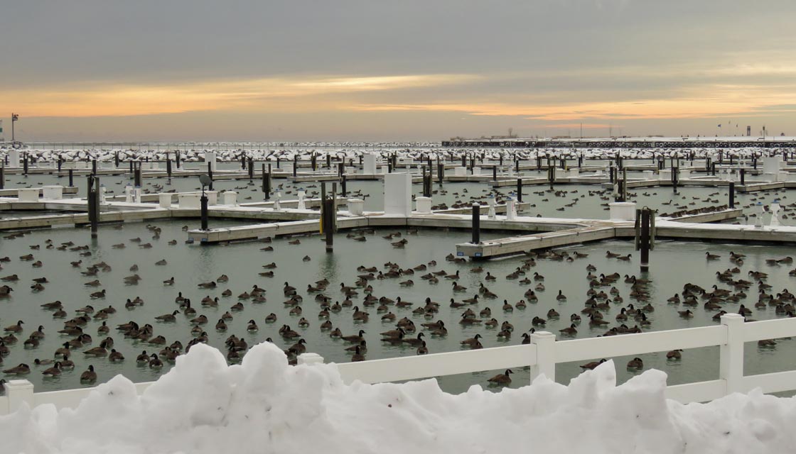 Water fowl swim in a partially frozen harbor surrounded by snowy piers.