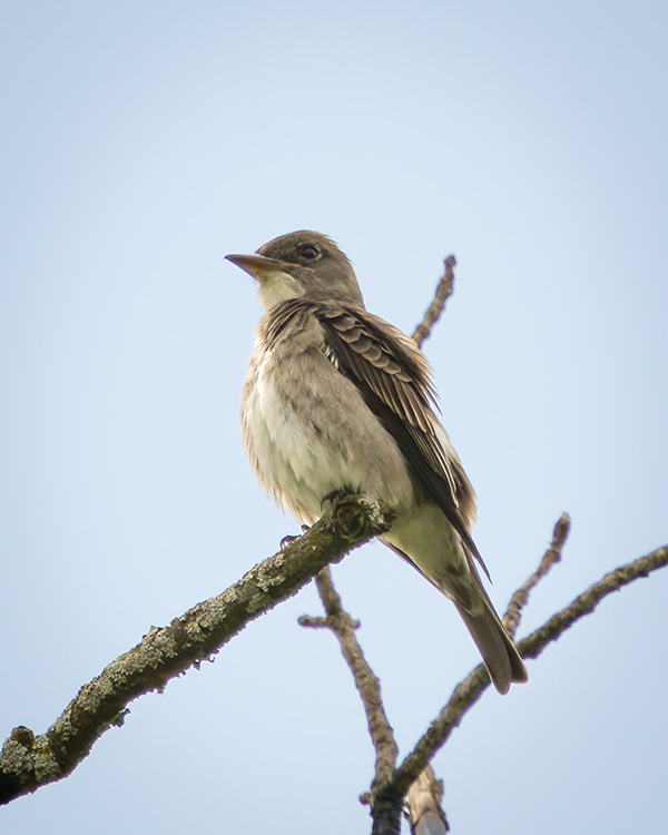 <b>Olive-sided Flycatcher</b>, Photo: Amy Harbach