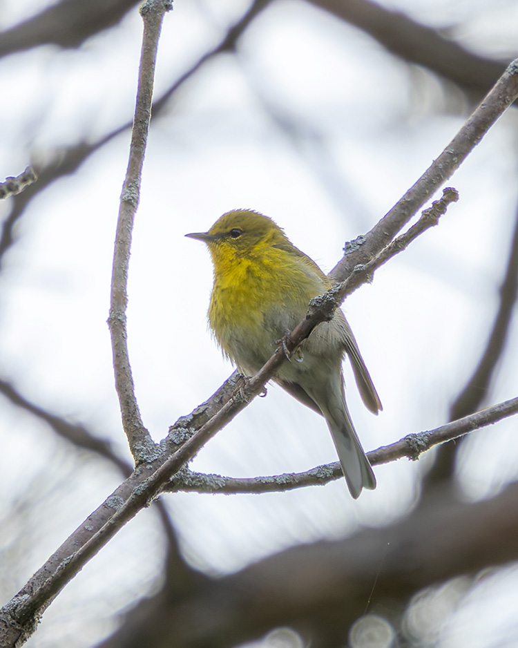 <b>Pine Warbler</b>, Photo: Amy Harbach