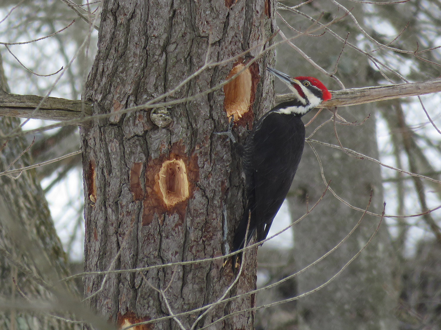 <b>Pileated Woodpecker</b> m 2023 3 11 Sheboygan Indian Mounds Park 2327