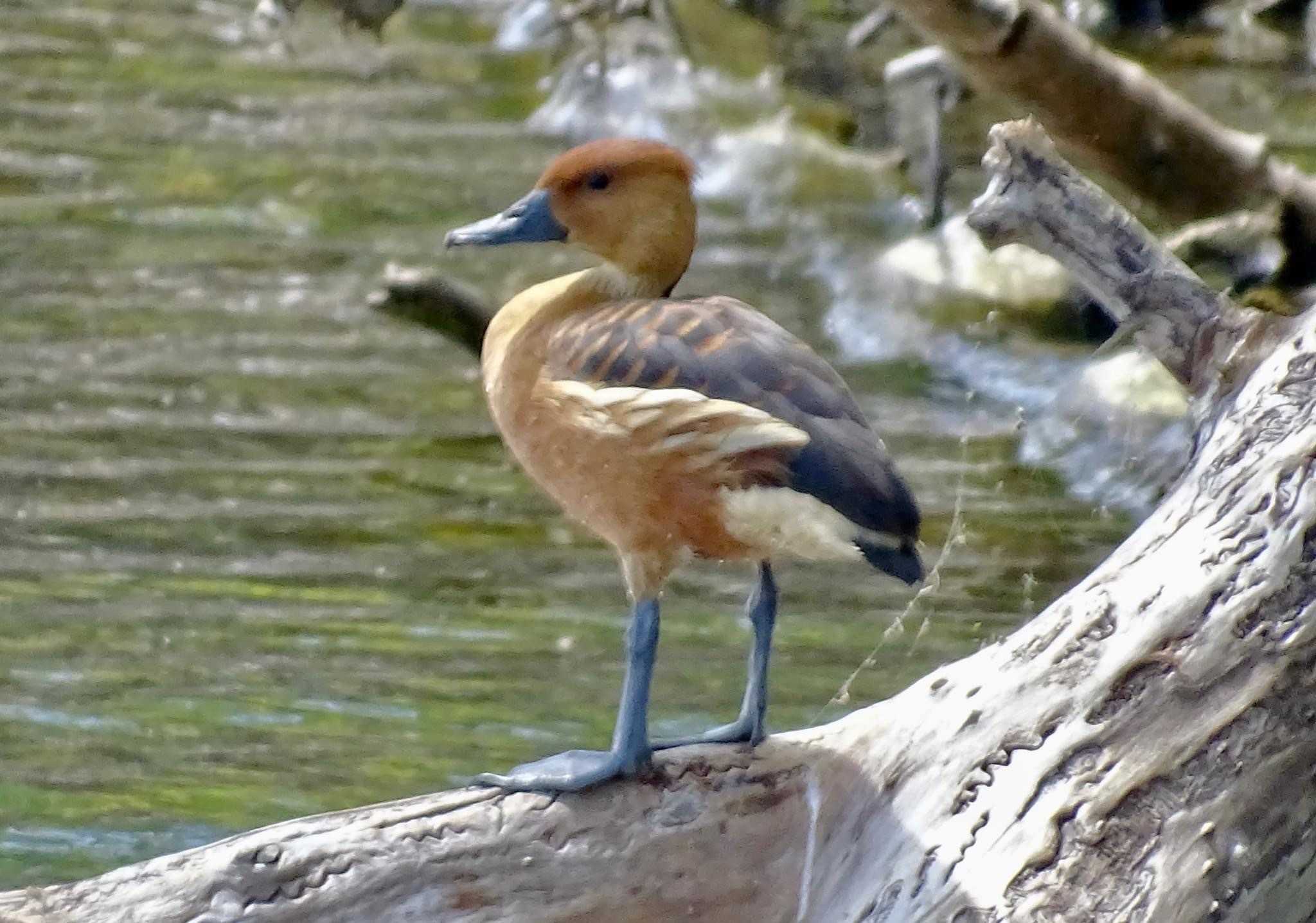 RARE Fulvous Whisting Duck photo2 6 22