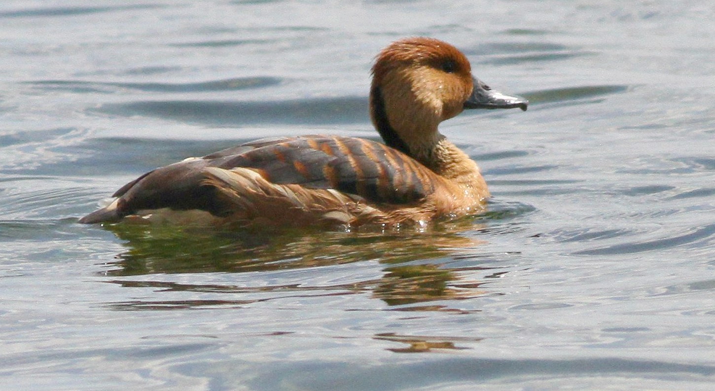 RARE Fulvous Whisting Duck photo 6 22
