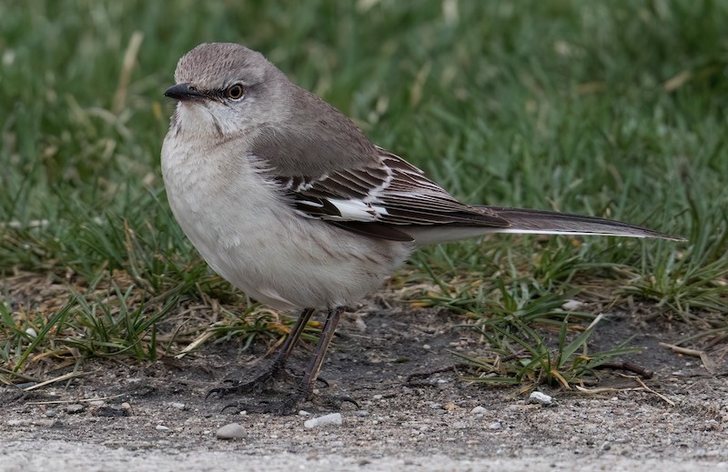 RARE <b>Northern Mockingbird</b> photo 5 23