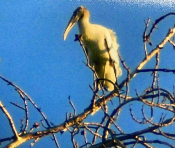 RARE <b>Wood Stork</b> photo 9 21