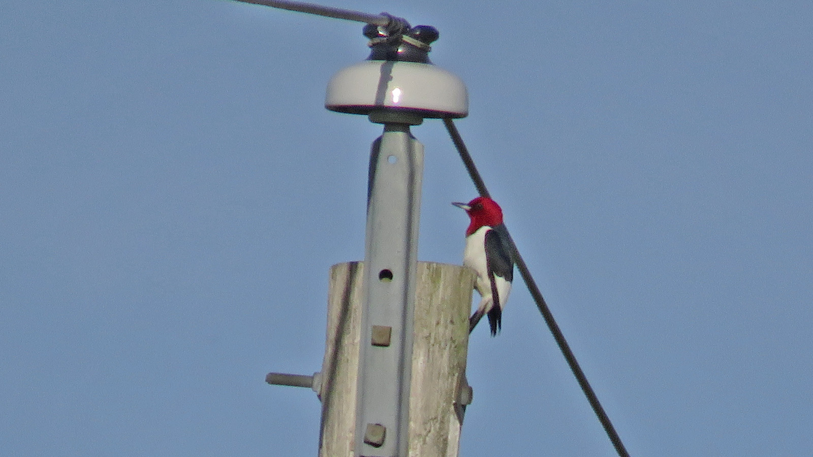 Red headed Woodpecker 2024 5 4 Big Island Rd White R Marsh 6091 crop