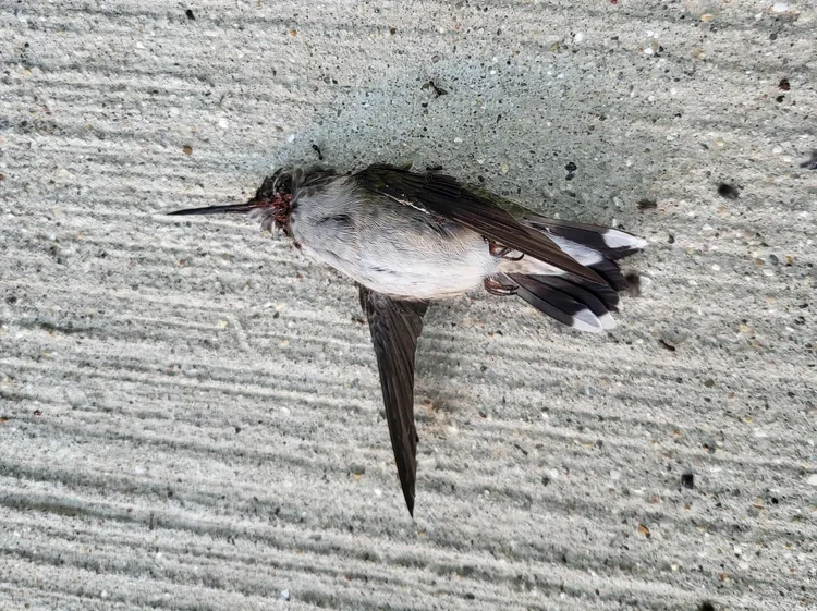 Ruby throatedHummingbirdMaggiePiekarski