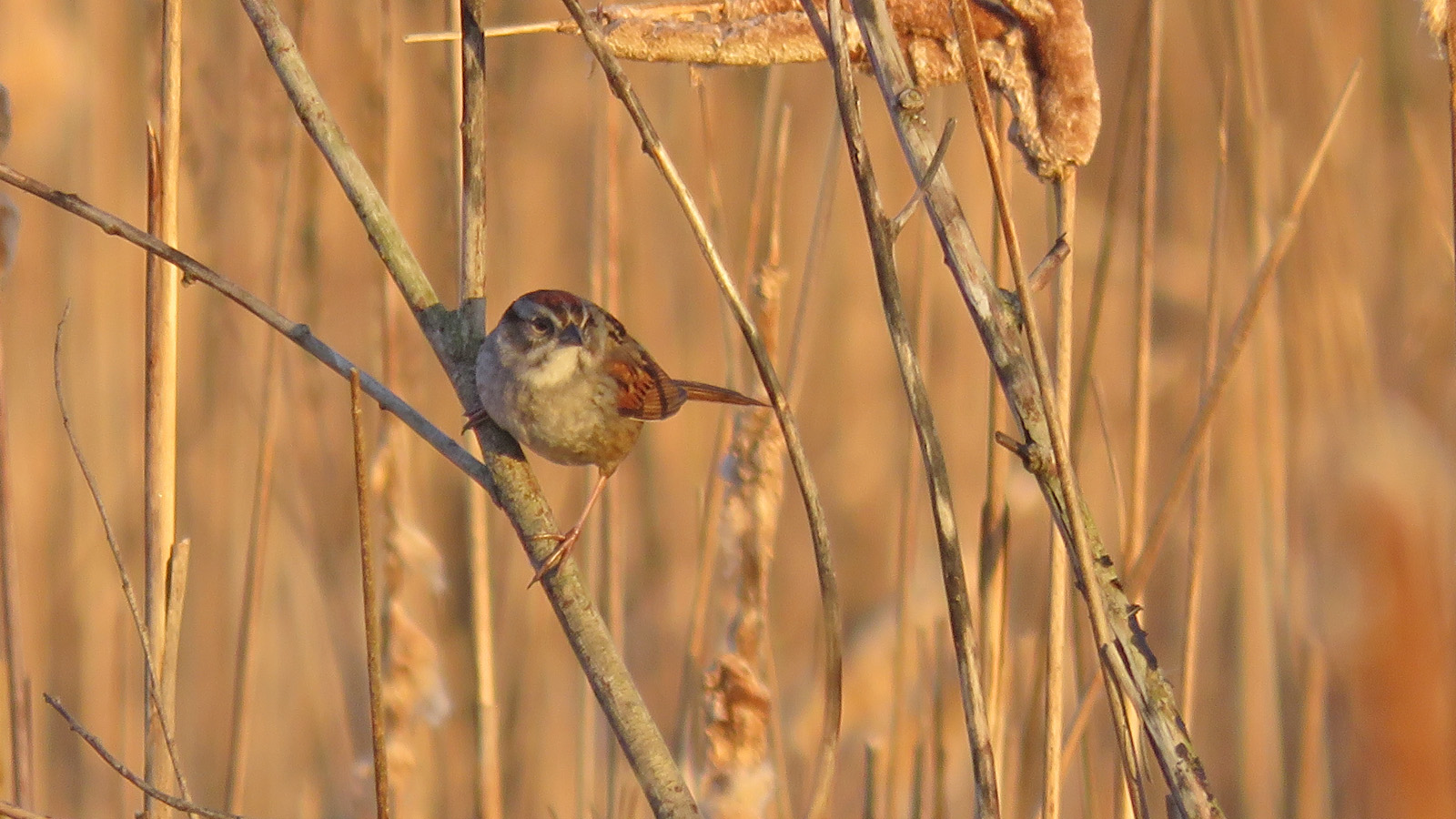 <b>Swamp Sparrow</b> 2024 5 4 White River Rd White R Marsh 6048