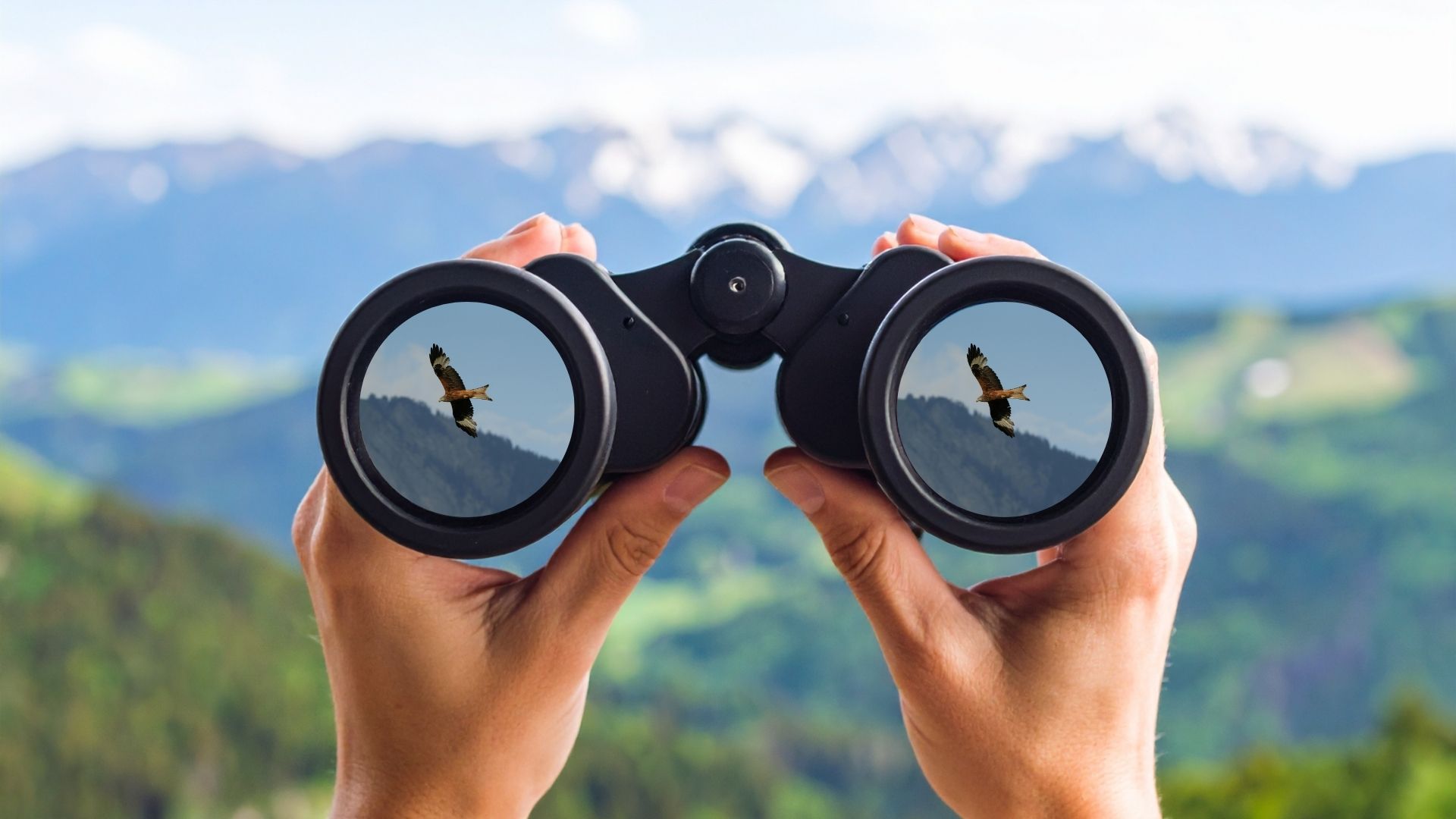A hawk viewed through binoculars with mountains in the distant background.