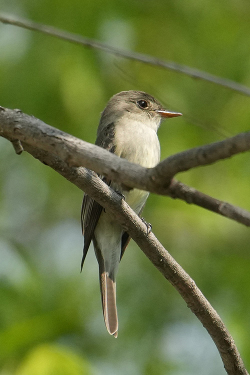 <b>Willow Flycatcher</b>, Photo: Jon Bartell