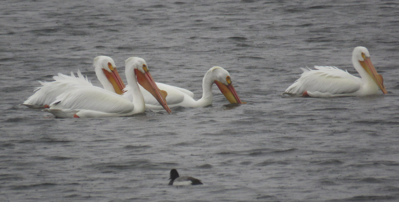 Am White Pelicans 2021 3 27 Hwy V causeway on Lake Wisconsin 7237