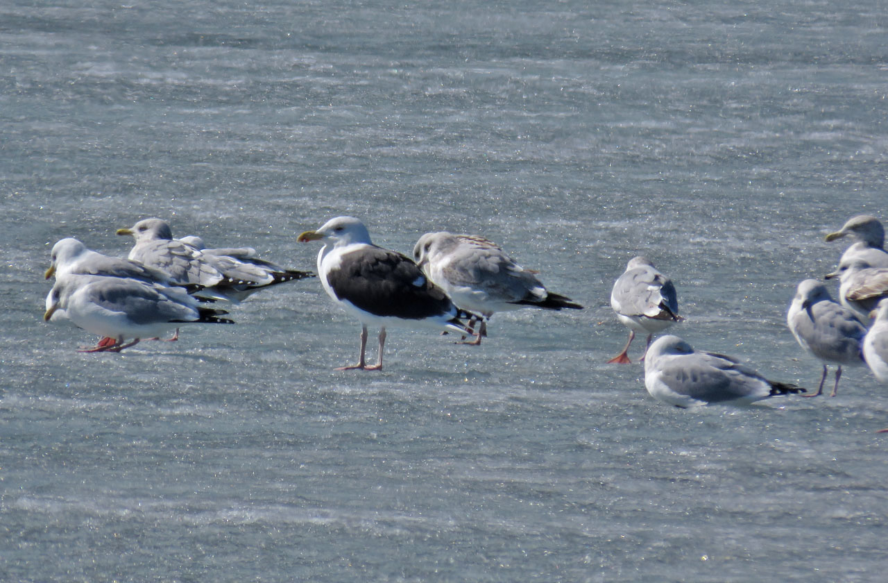 Gr Black backed Gull ad 2021 3 13 6515 Manitowoc Containment