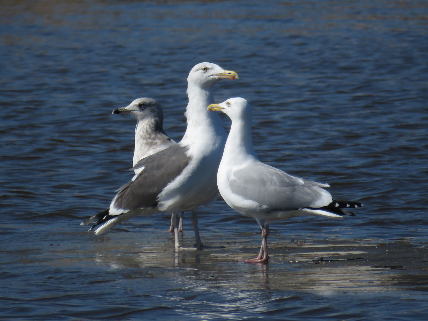Herring X Gr Black backed Great Lakes Gull 2021 3 13 Two Rivers