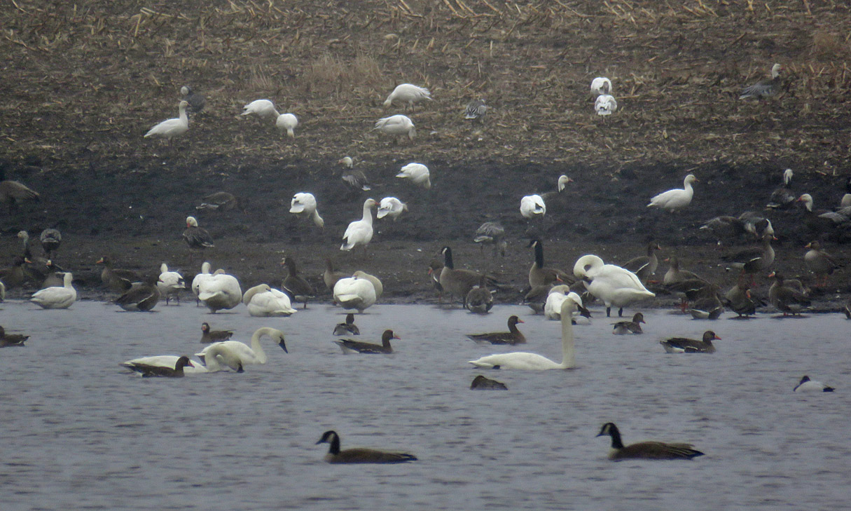 Snow Geese 2021 3 27 Goose Pond 7170 w White fronted TUSW etc