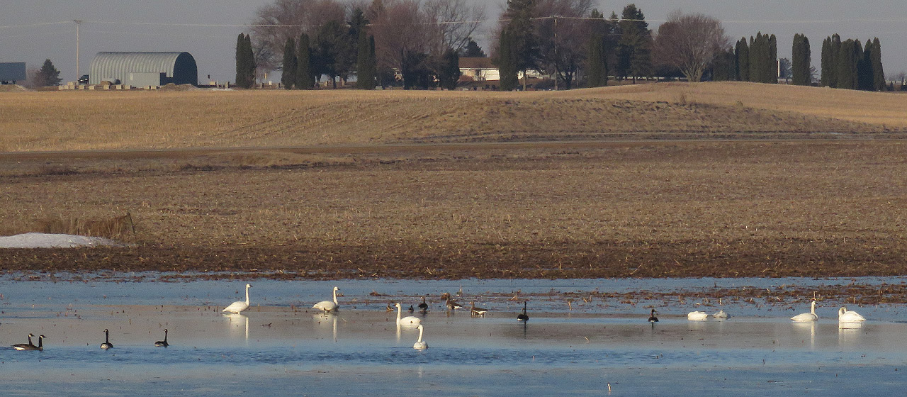 Columbia Co Ponds 2019 3 23 0659 waterfowl at Harvey Rd Hwy 60 pond