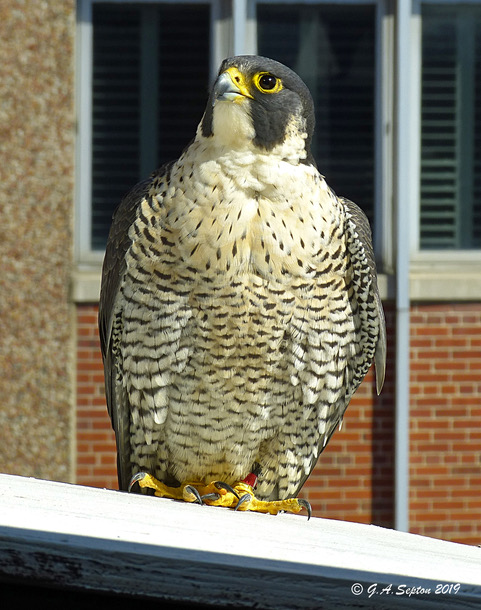 Falcons KenHosp 5 19