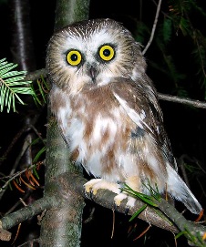 N. Saw whet Owl