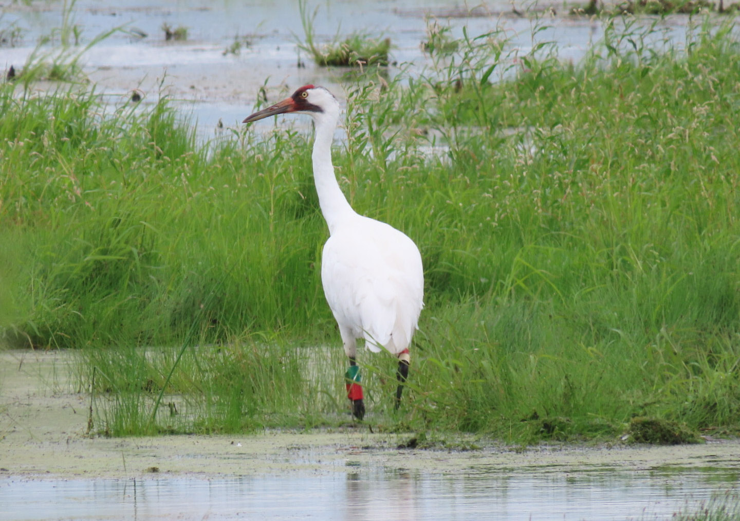 horicon 2022 8 14 <b>Whooping Crane</b> Andrew Maher