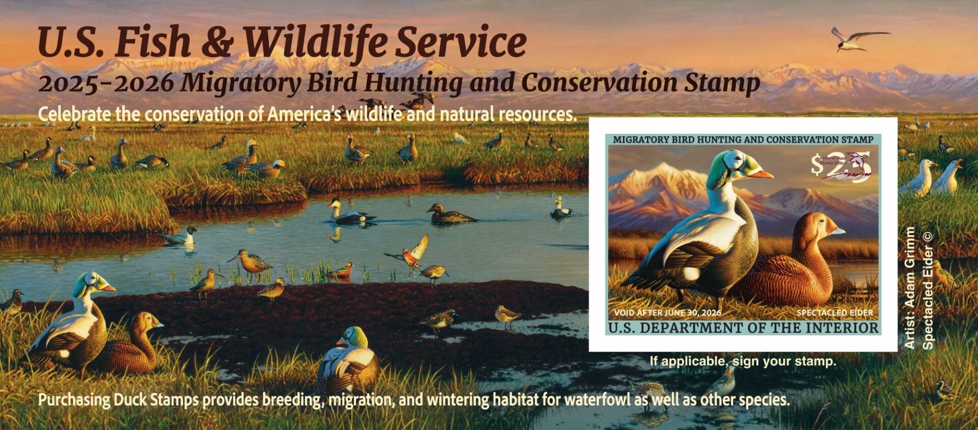 Duck Stamp 2025-2026