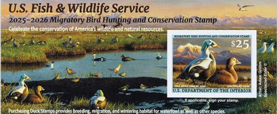 Duck Stamp 2025-2026