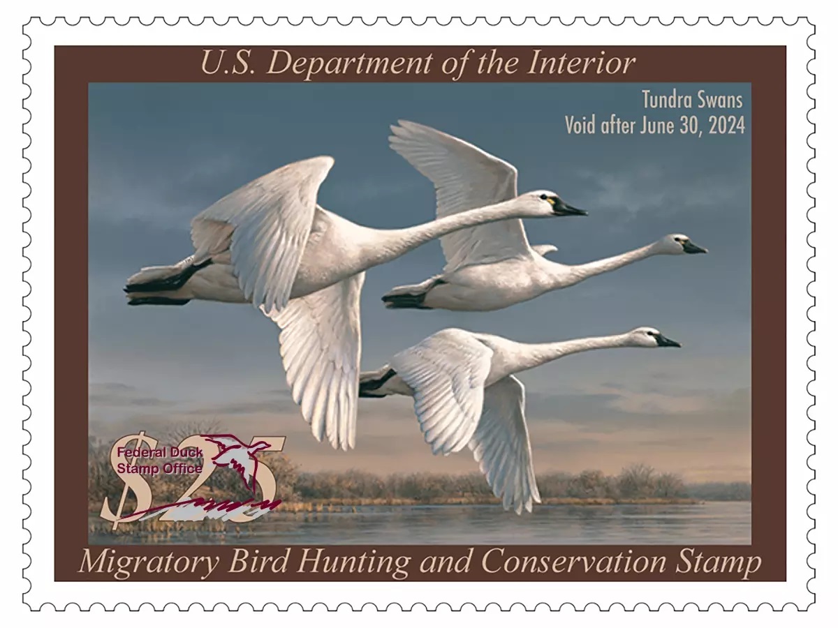 Duck Stamp 2023-2024