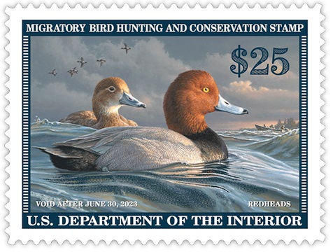 Duck Stamp 2022-2023